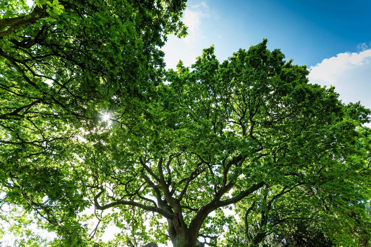 Cote Lane parkland 2