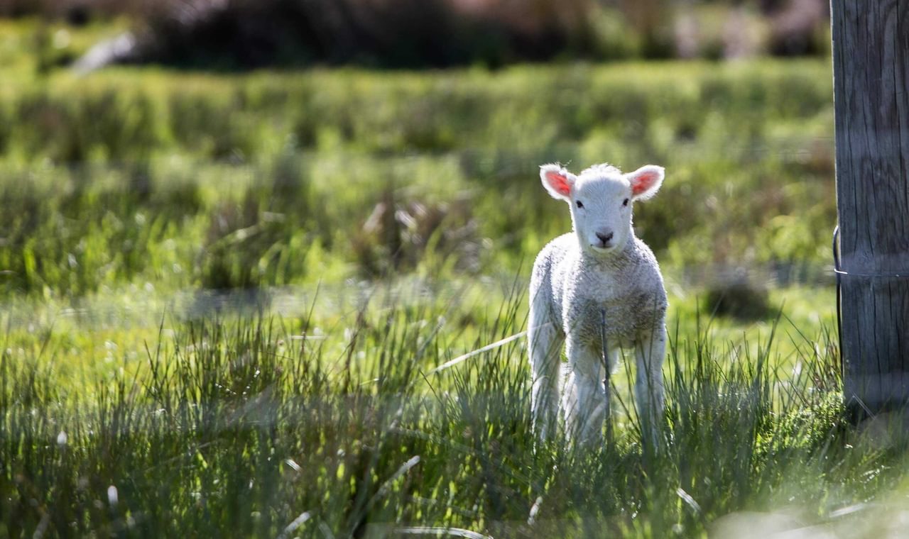 Easter Lamb Signpost