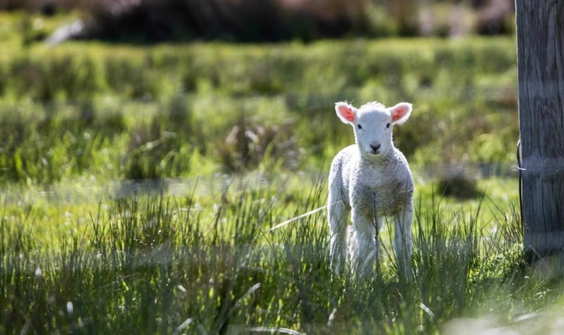Easter Lamb Signpost
