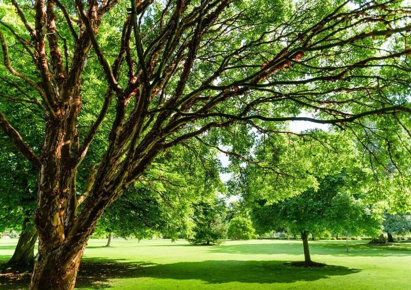 Garden House care home Spacious gardens and parklands jpg