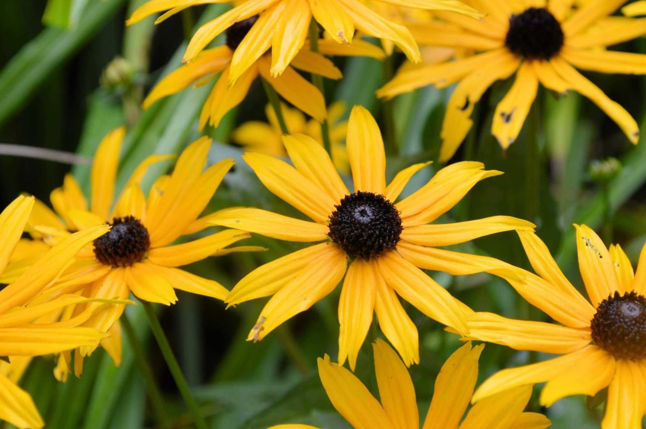 John Wills House garden flowers