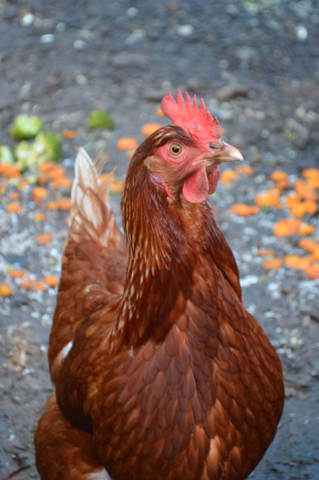 John Wills House pet chickens