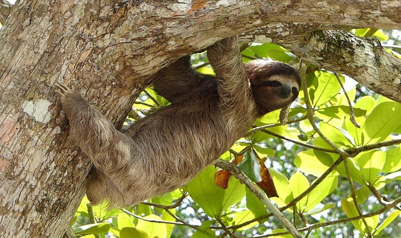 Sloth Signpost