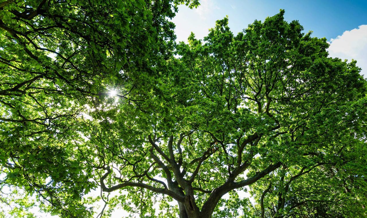 St Monica Trust Brexit Page