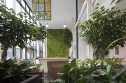 The Chocolate Quarter Foliage Moss Wall October 2017 10 min