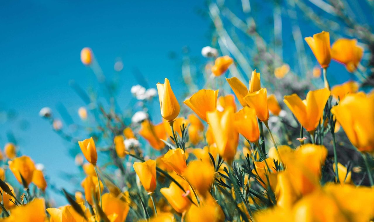 Sergey Shmidt Koy6 Fl Ccy5S Unsplash